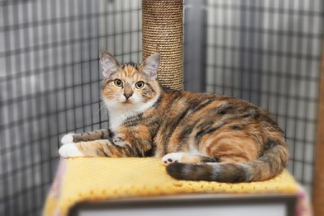 My name is Maltose and I am ready for adoption. Learn more about me!