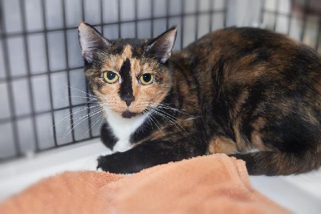 My name is Rae and I am ready for adoption. Learn more about me!