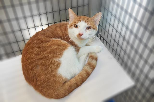 My name is Lokee and I am ready for adoption. Learn more about me!
