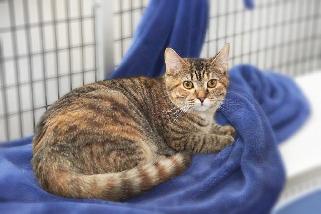 My name at SAFE Haven was Moena and I was adopted!