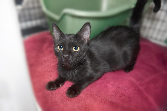 My name is Sabine and I am ready for adoption. Learn more about me!