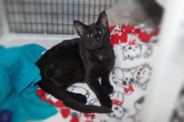 My name is Zeno and I am ready for adoption. Learn more about me!