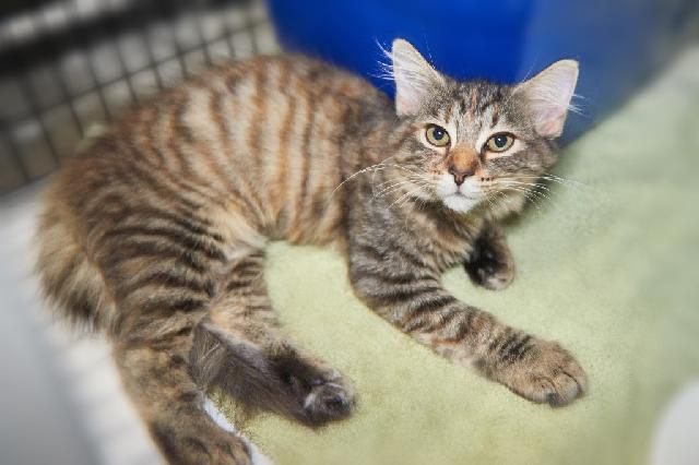 My name is Winx and I am ready for adoption. Learn more about me!
