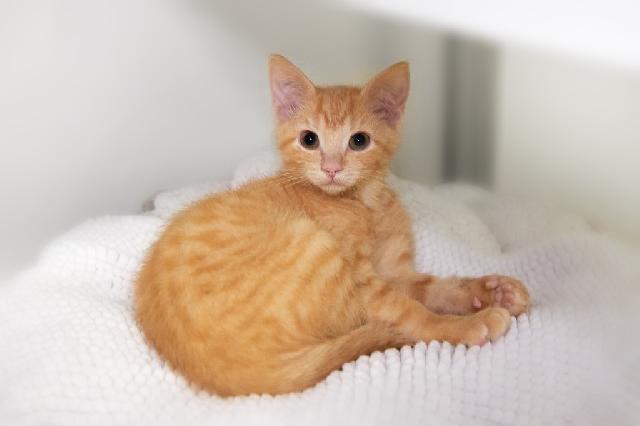 My name is Cayenne and I am ready for adoption. Learn more about me!