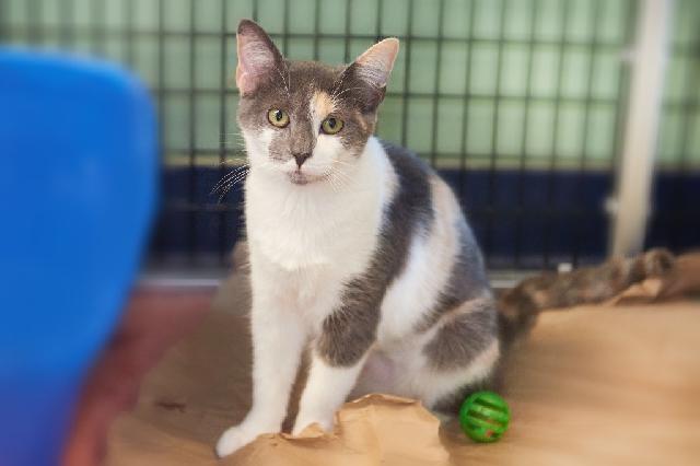 My name is Orchard and I am ready for adoption. Learn more about me!