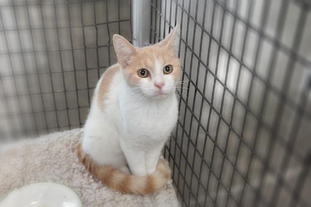 My name is Apple Cider and I am ready for adoption. Learn more about me!