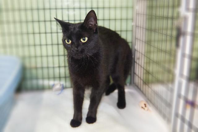 My name is Gabbee and I am ready for adoption. Learn more about me!
