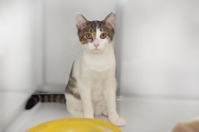 My name is Mylow and I am ready for adoption. Learn more about me!