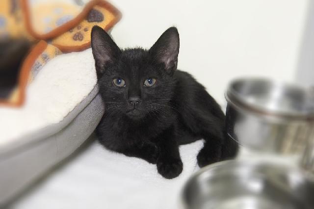My name is Anne Neville and I am ready for adoption. Learn more about me!