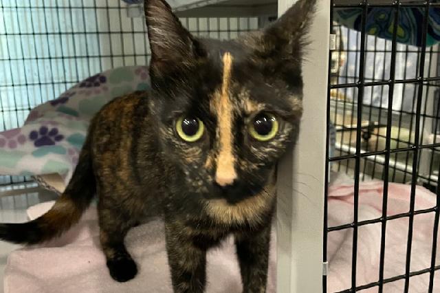 safe haven for cats myrtle beach