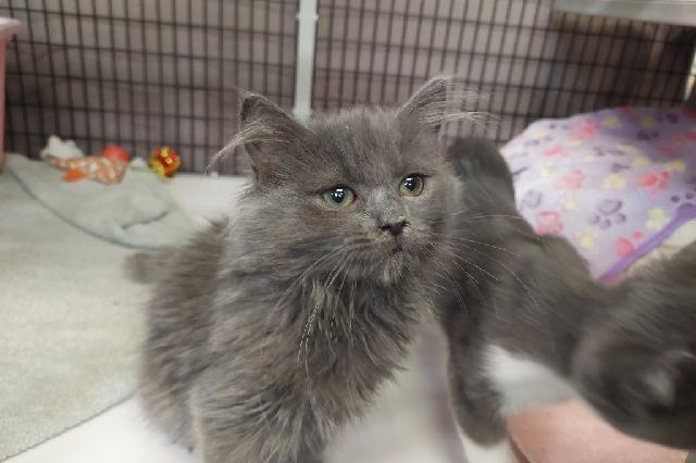 My name at SAFE Haven was Jellyfish and I was adopted!