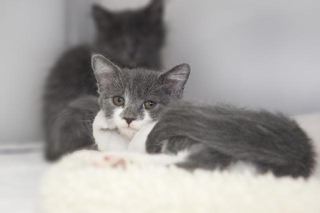 My name at SAFE Haven was Cuttlefish and I was adopted!