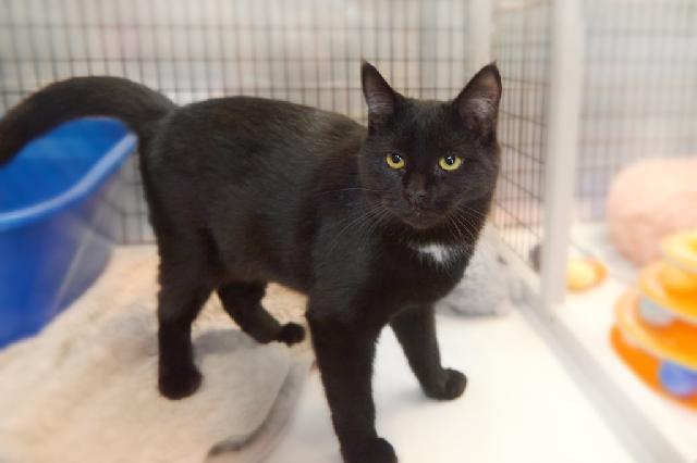 My name is Michi and I am ready for adoption. Learn more about me!