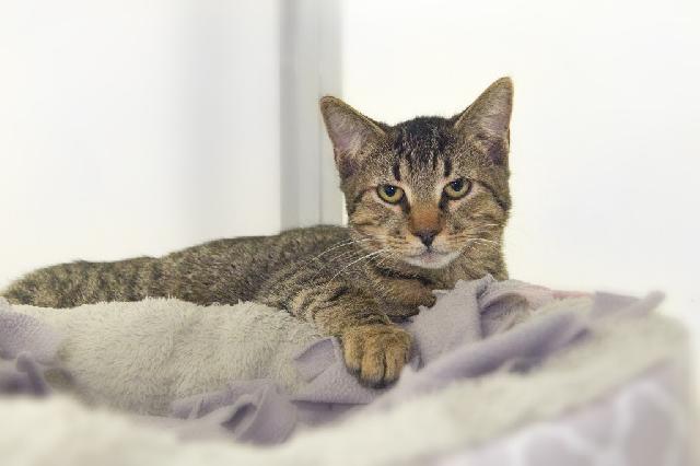 My name is King Mackeral and I am ready for adoption. Learn more about me!