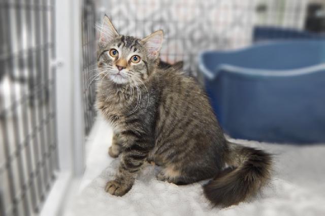 My name is Bleir and I am ready for adoption. Learn more about me!