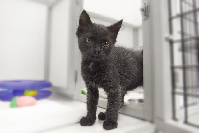 My name is Wednesday Addams and I am ready for adoption. Learn more about me!