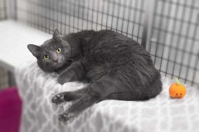 My name at SAFE Haven was Buttercup and I was adopted!
