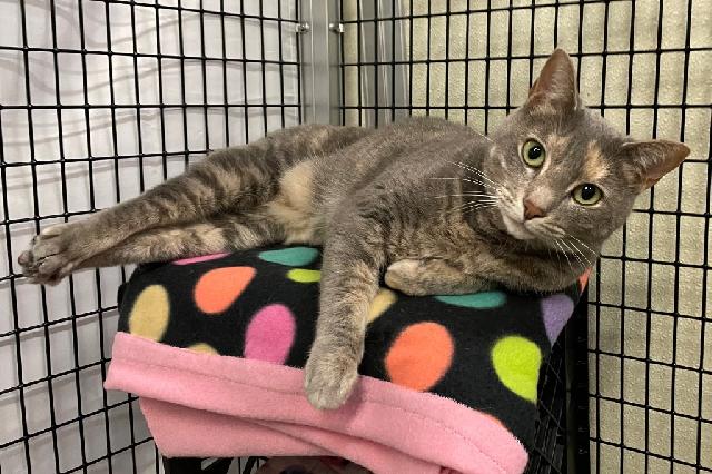 My name is Addie Battie and I am ready for adoption. Learn more about me!