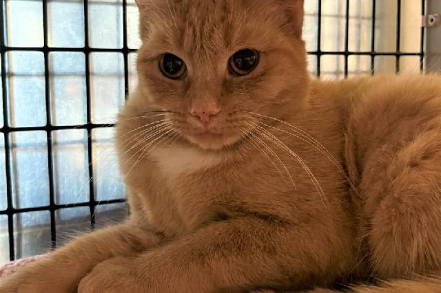 My name is Rune and I am ready for adoption. Learn more about me!