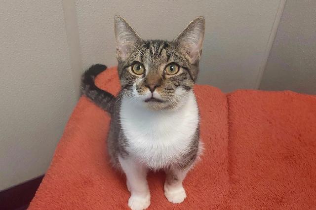 My name is Dracula and I am ready for adoption. Learn more about me!
