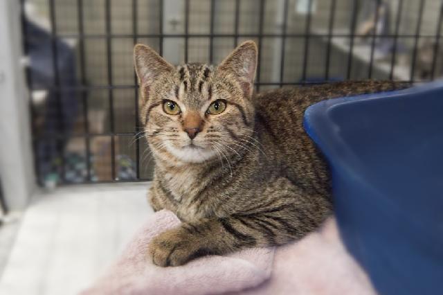 My name is Cleveland and I am ready for adoption. Learn more about me!
