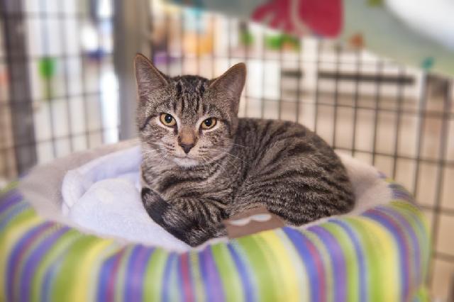 My name is Akron and I am ready for adoption. Learn more about me!