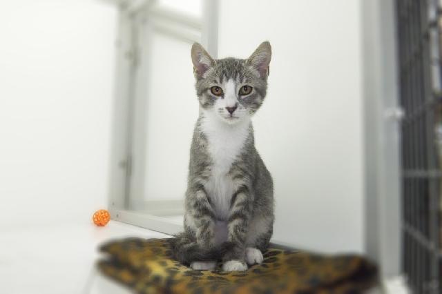 My name is Pot Roast and I am ready for adoption. Learn more about me!