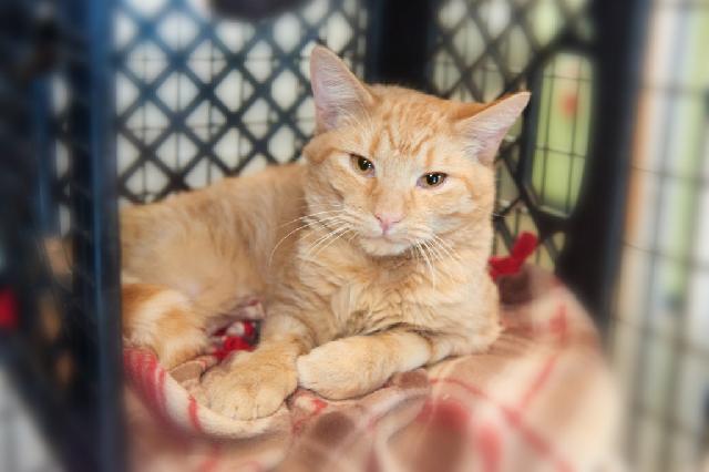 My name is Pancit and I am ready for adoption. Learn more about me!