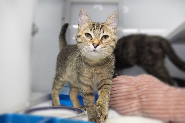 My name is Snarf and I am ready for adoption. Learn more about me!