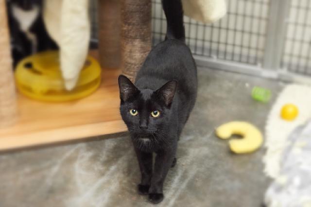 My name is Corn and I am ready for adoption. Learn more about me!