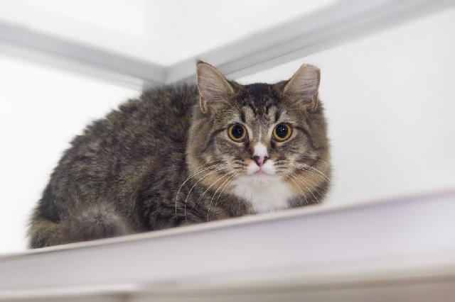 My name is Ferina and I am ready for adoption. Learn more about me!