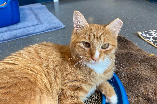 My name is Hash Browne and I am ready for adoption. Learn more about me!