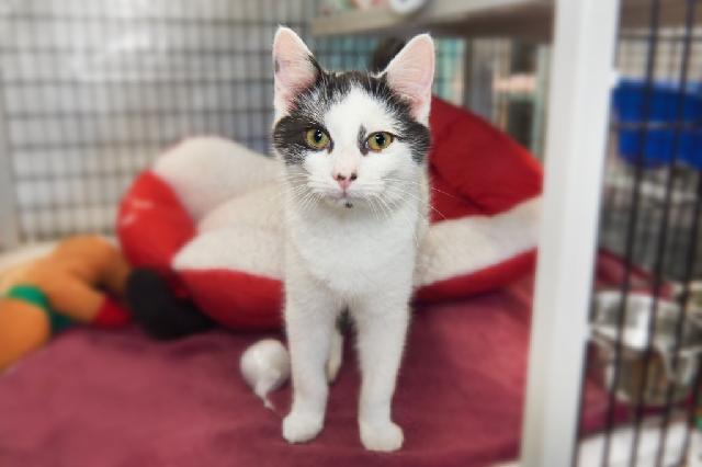 My name is Dasher and I am ready for adoption. Learn more about me!