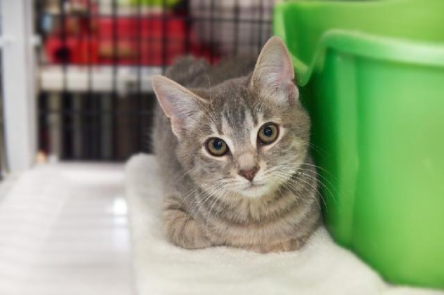 My name is Comett and I am ready for adoption. Learn more about me!