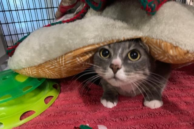 My name is Miss Chatelaine and I am ready for adoption. Learn more about me!