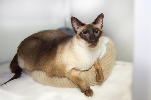 My name is Sparkle and I am ready for adoption. Learn more about me!