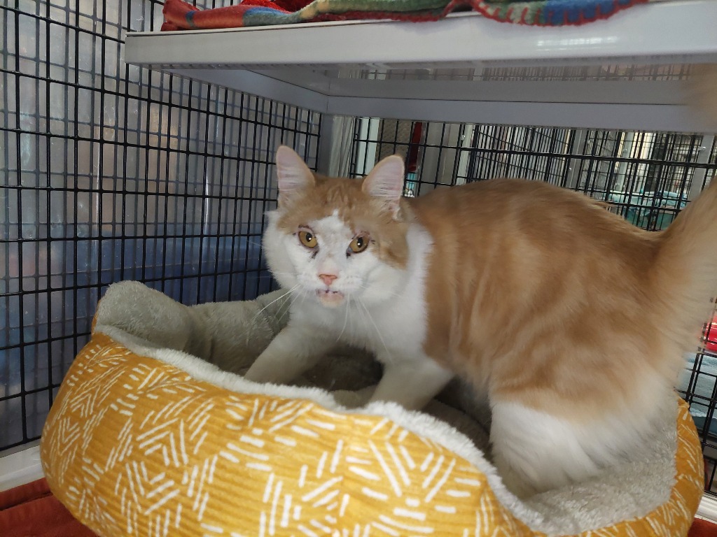 Adopt a Cat Adopt Me! SAFE Haven for Cats