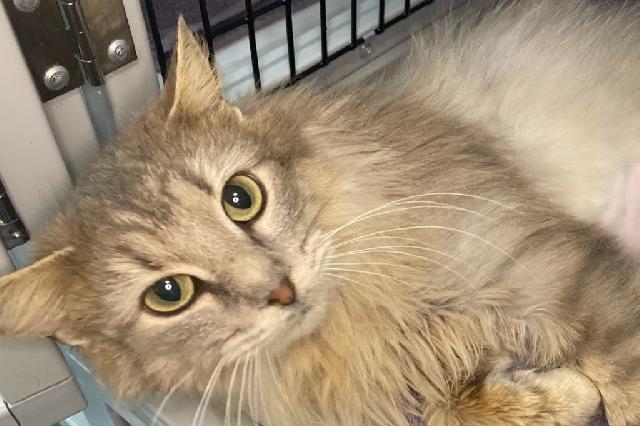 My name is Avalanche and I am ready for adoption. Learn more about me!