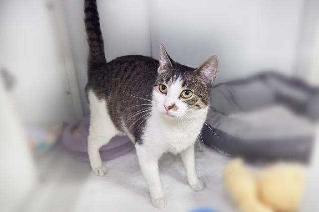 My name is Princess Cheddar and I am ready for adoption. Learn more about me!