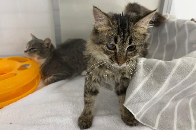 My name at SAFE Haven was Hopper and I was adopted!