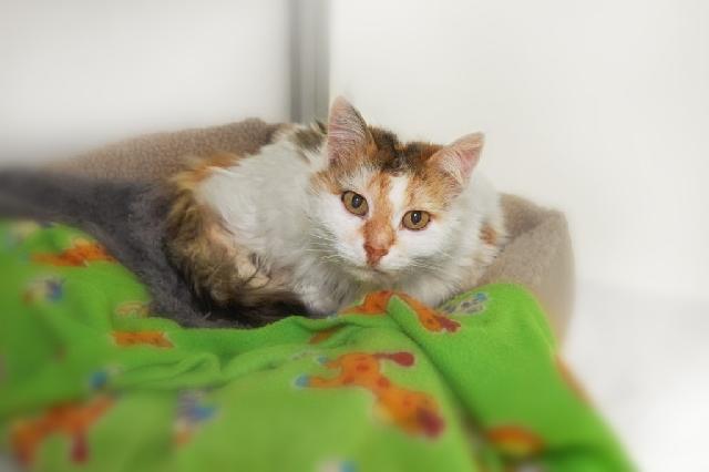 My name at SAFE Haven was Adelaid and I was adopted!