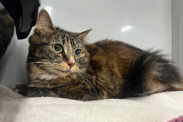 My name at SAFE Haven was Kiwi and I was adopted!