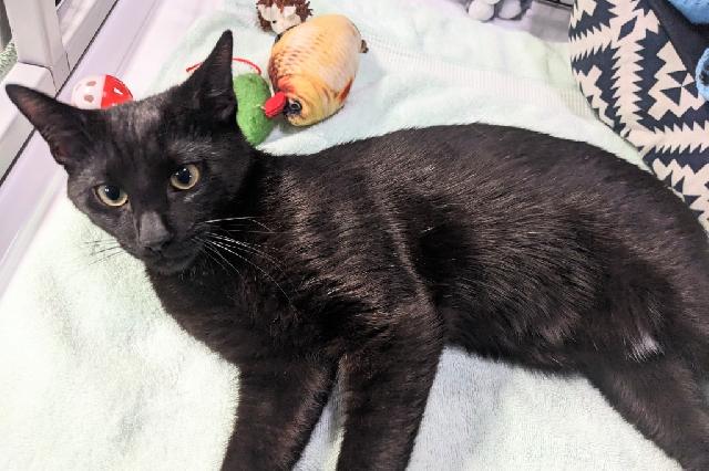 My name at SAFE Haven was Remy Brandt and I was adopted!