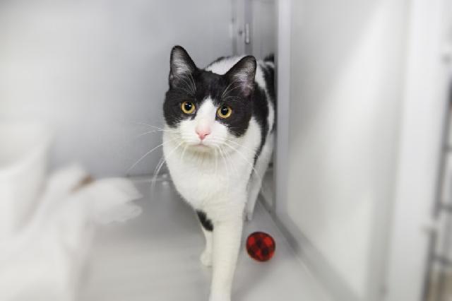 My name at SAFE Haven was Oreo Crumble and I was adopted!