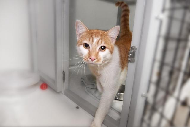 My name at SAFE Haven was Top Gun and I was adopted!