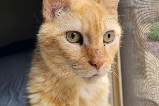 My name is Wayne Whiskers and I am ready for adoption. Learn more about me!