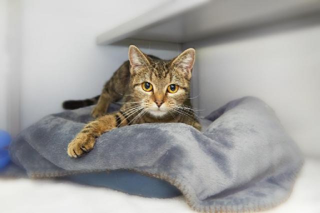 My name is Jager and I am ready for adoption. Learn more about me!