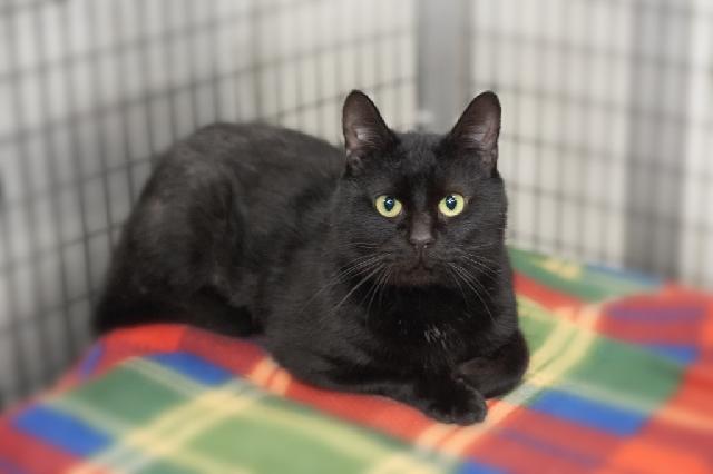 My name at SAFE Haven was Ozwald and I was adopted!