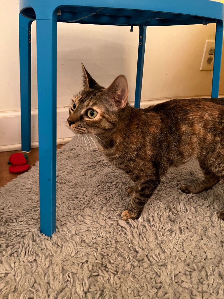 Adopt a Cat Adopt Me! SAFE Haven for Cats