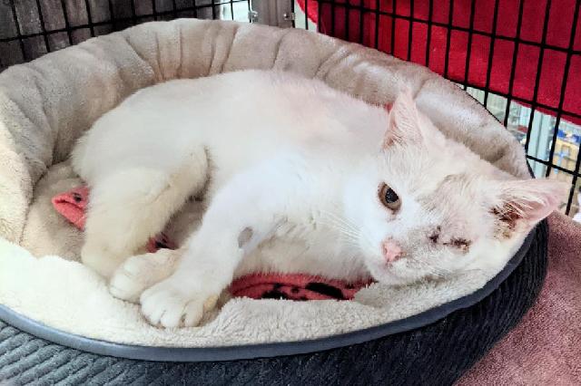 My name at SAFE Haven was Kewpie and I was adopted!